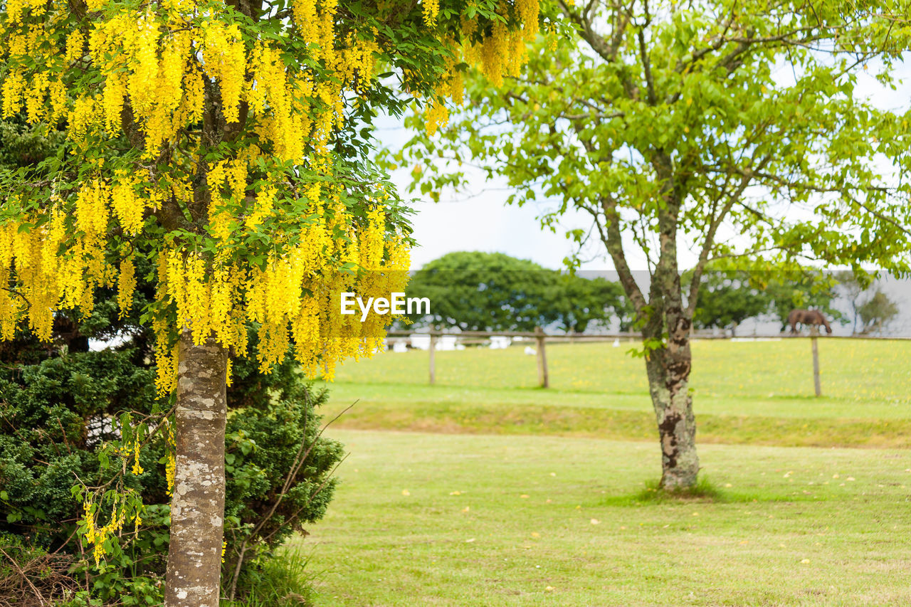 Trees on field