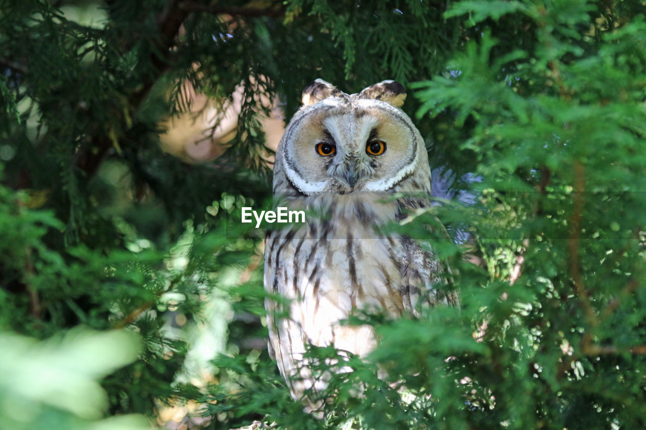 Portrait of a owl in the forest