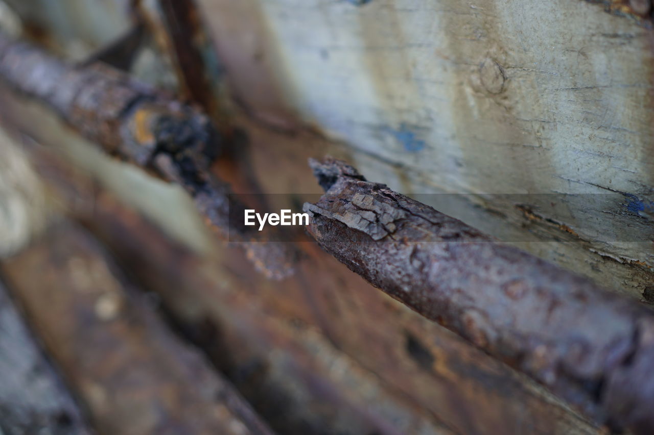 CLOSE-UP OF GRASSHOPPER ON RUSTY METAL