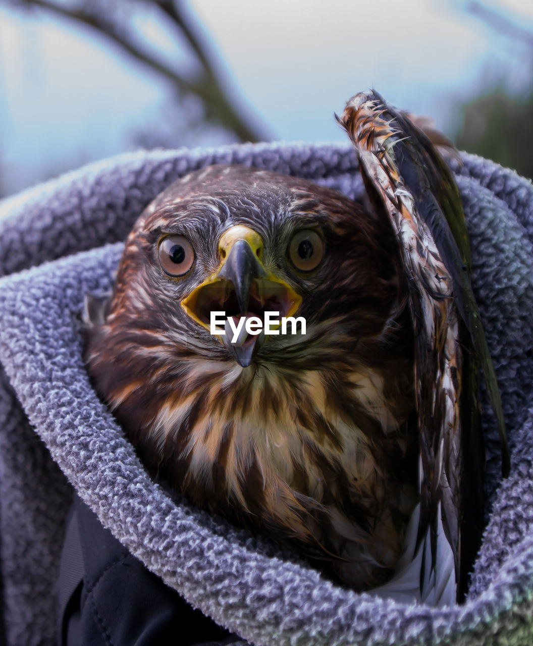 CLOSE-UP OF EAGLE