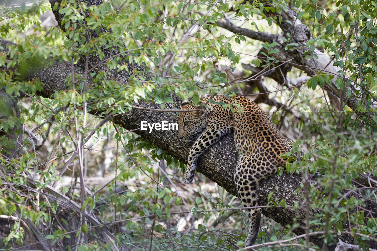 Young leopard waiting a tree for his mother