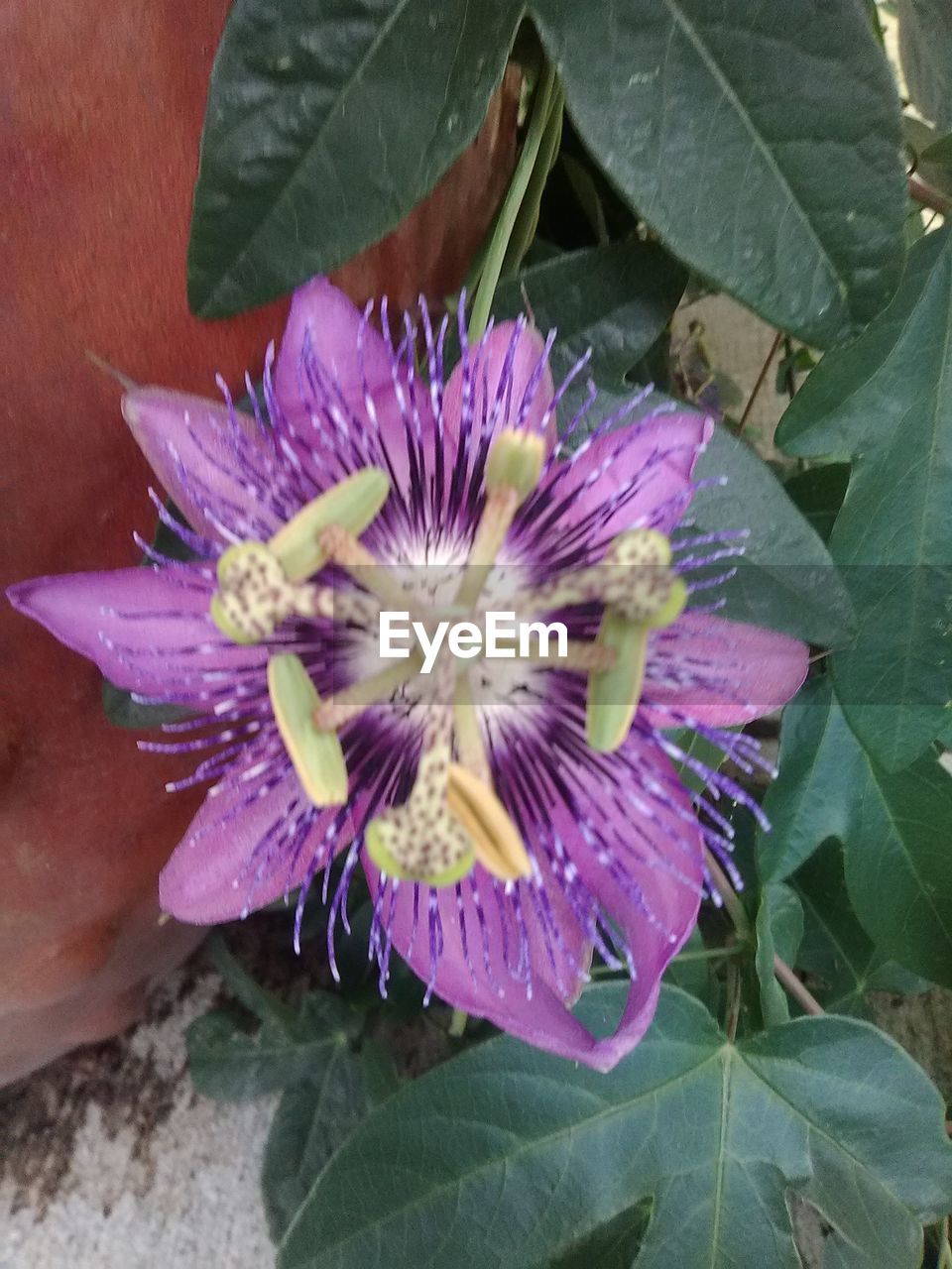 CLOSE-UP OF PURPLE FLOWERS BLOOMING