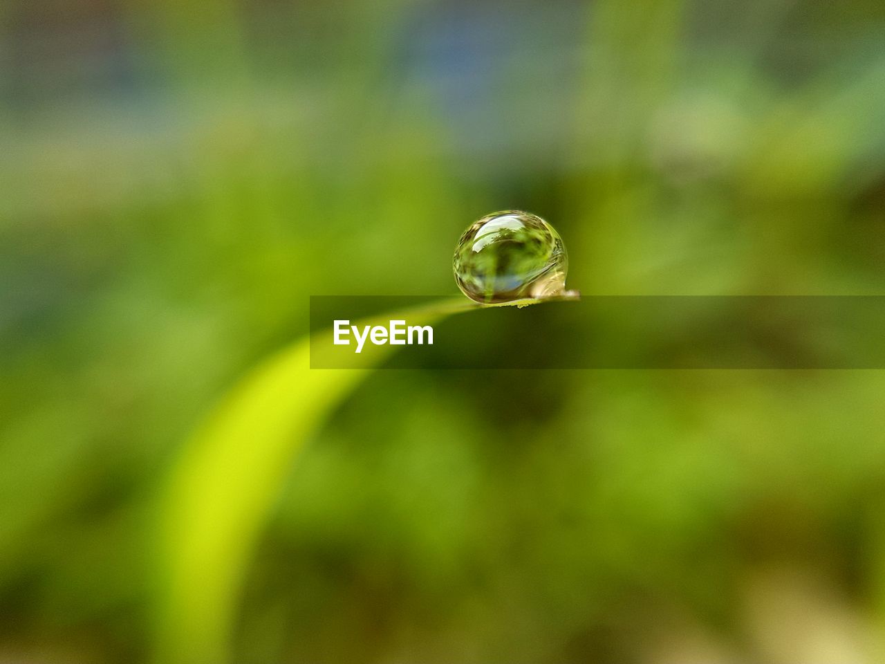 CLOSE-UP OF WATER DROP ON PLANT