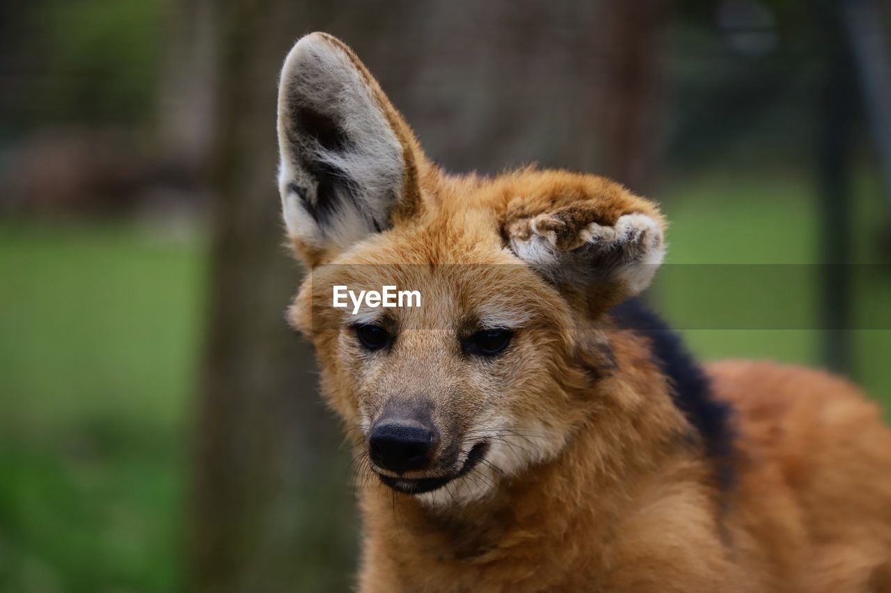 Close-up of a maned wolf looking away