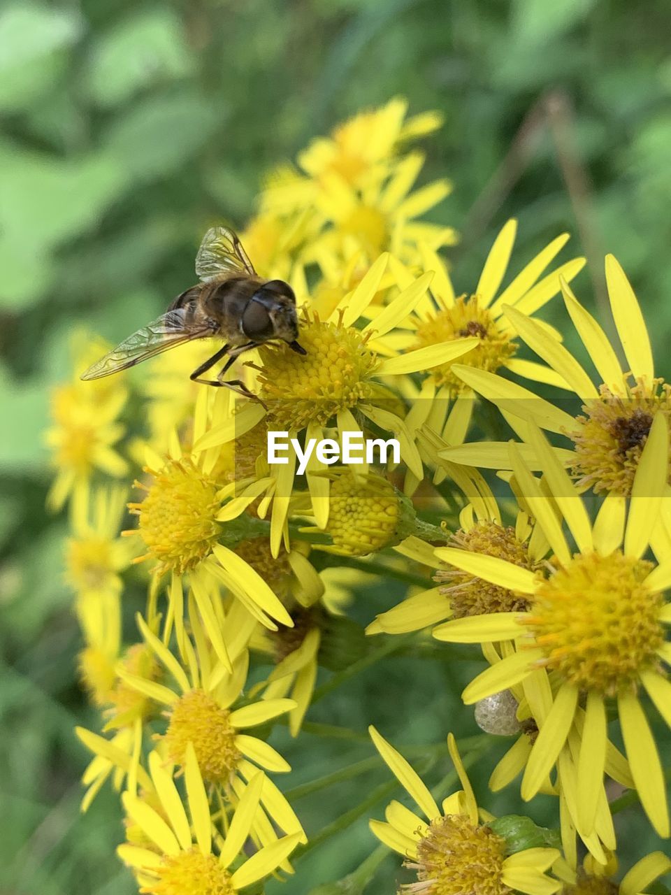 BEE ON YELLOW FLOWER