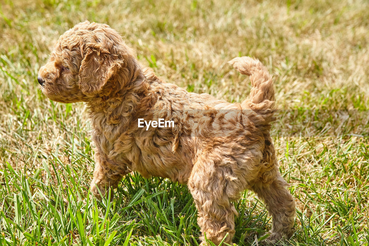 CLOSE-UP OF A DOG ON FIELD