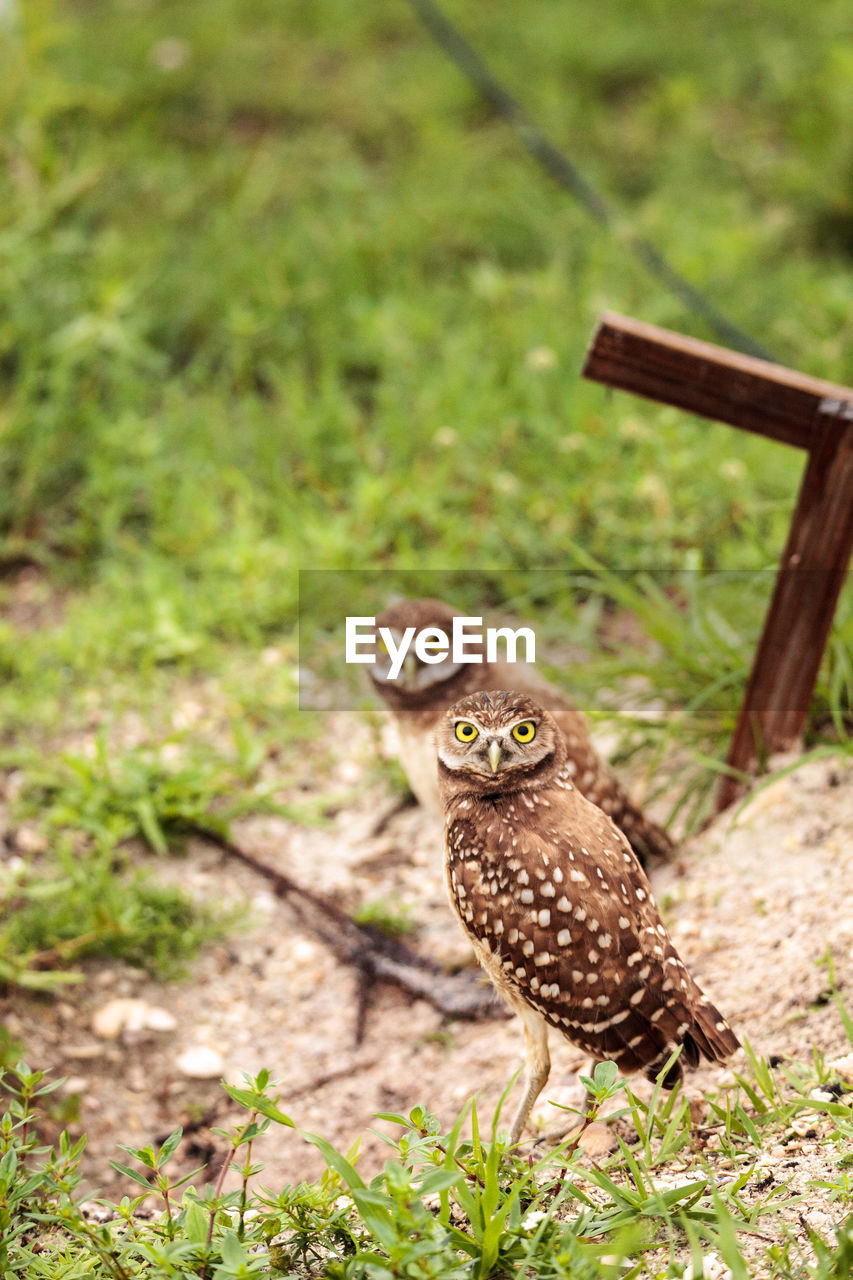 Family with baby burrowing owls athene cunicularia perched outside a burrow on marco island, florida