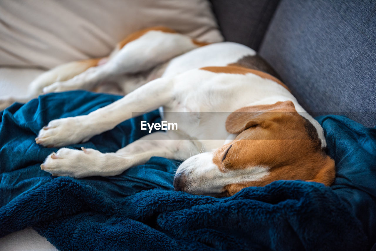 Beagle dog tired sleeps on a cozy sofa in bright room. canine theme