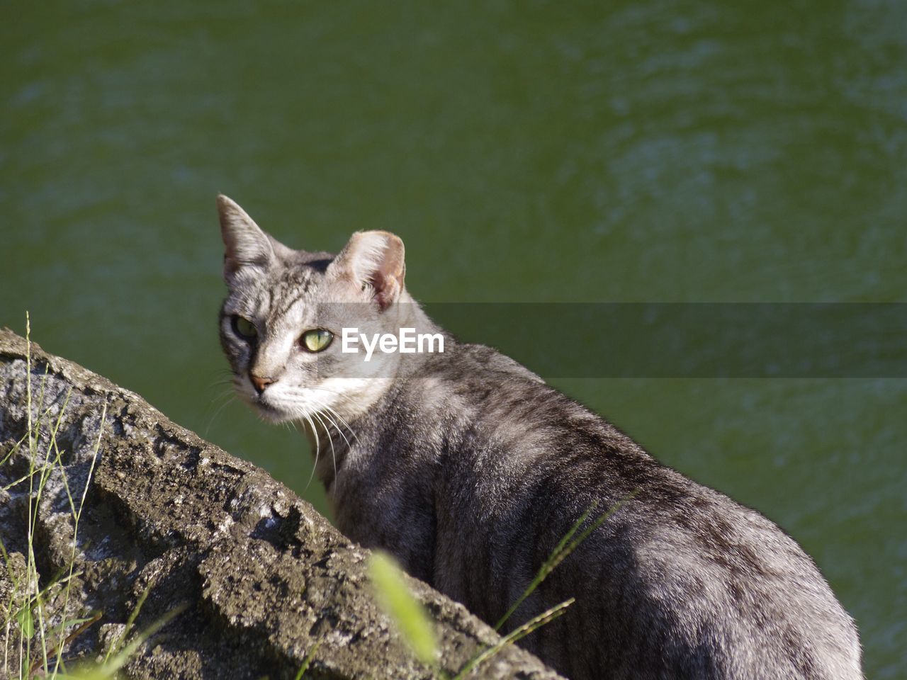 Portrait of cat by river