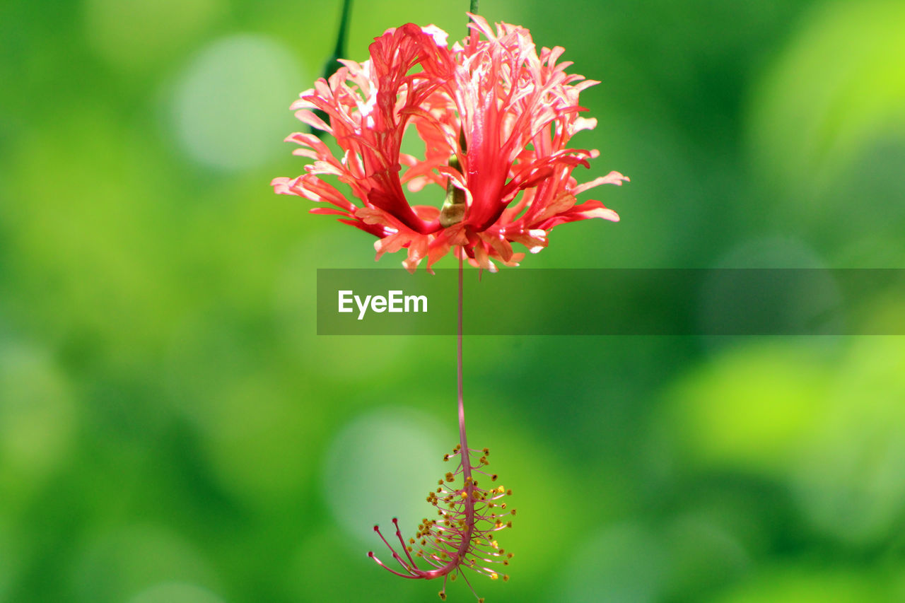 Close-up of red flowering plant