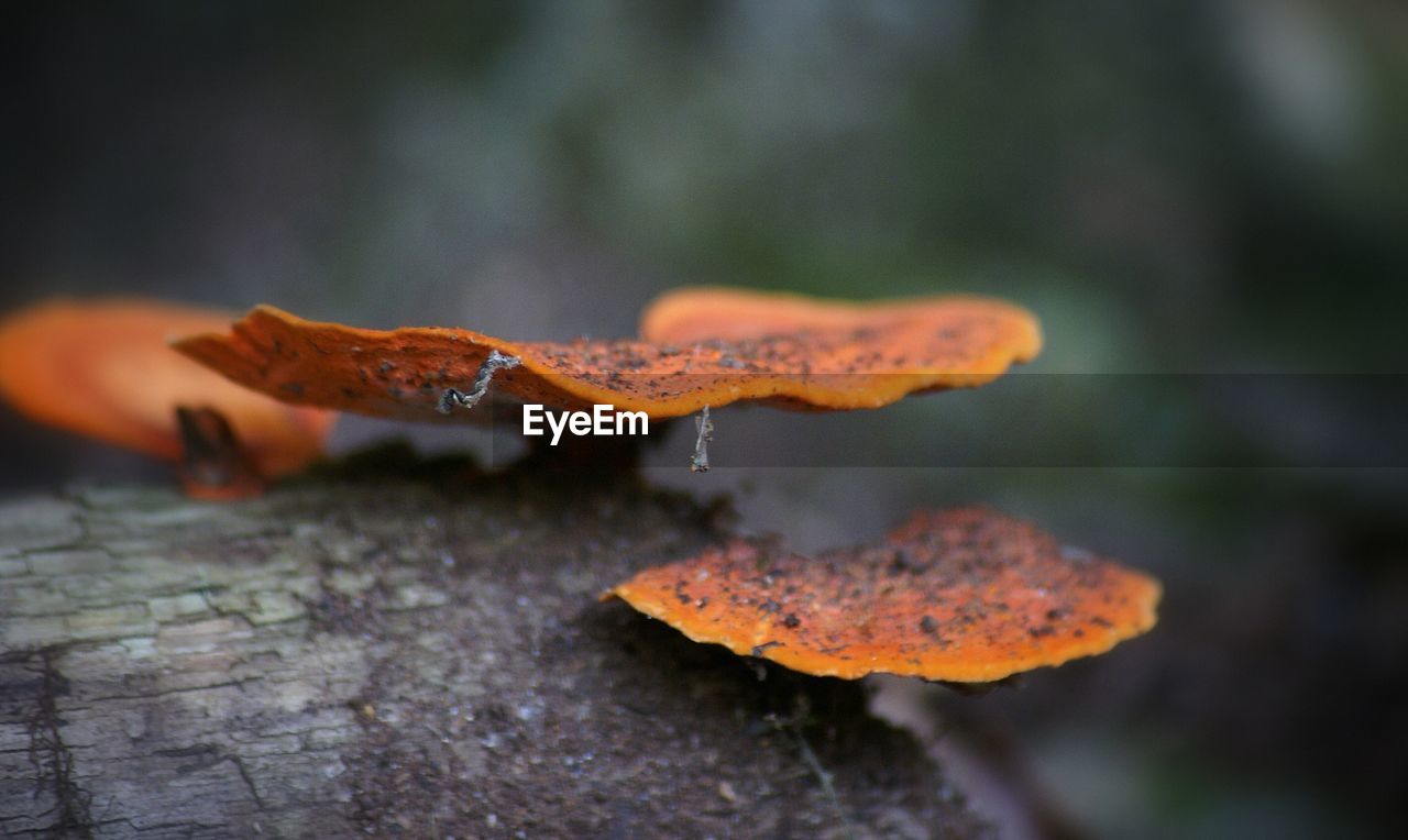 Close-up of mushrooms