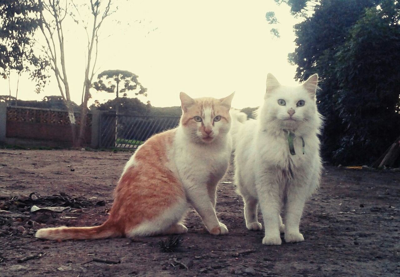 Portrait of curious cats on field