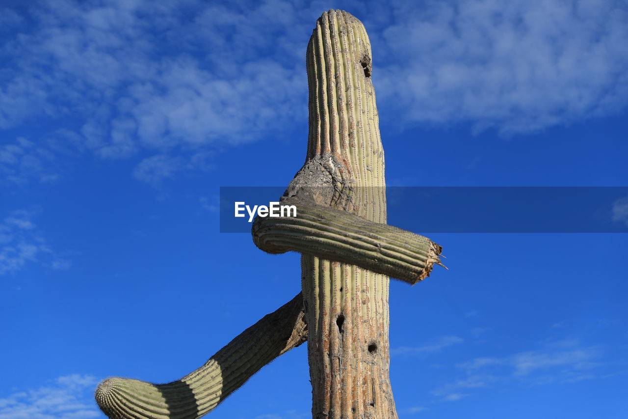 Low angle view of cross on wooden post against sky, sahuaro, cactus, cardones echinopsis atacamensis