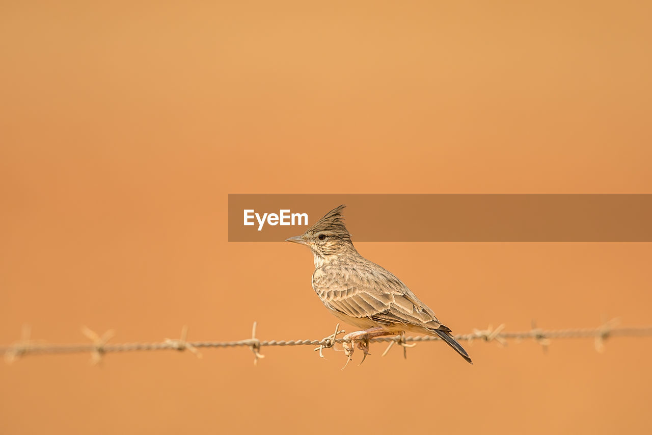 Close-up of bird