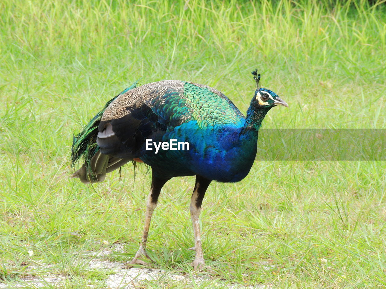 CLOSE-UP OF PEACOCK ON GRASS