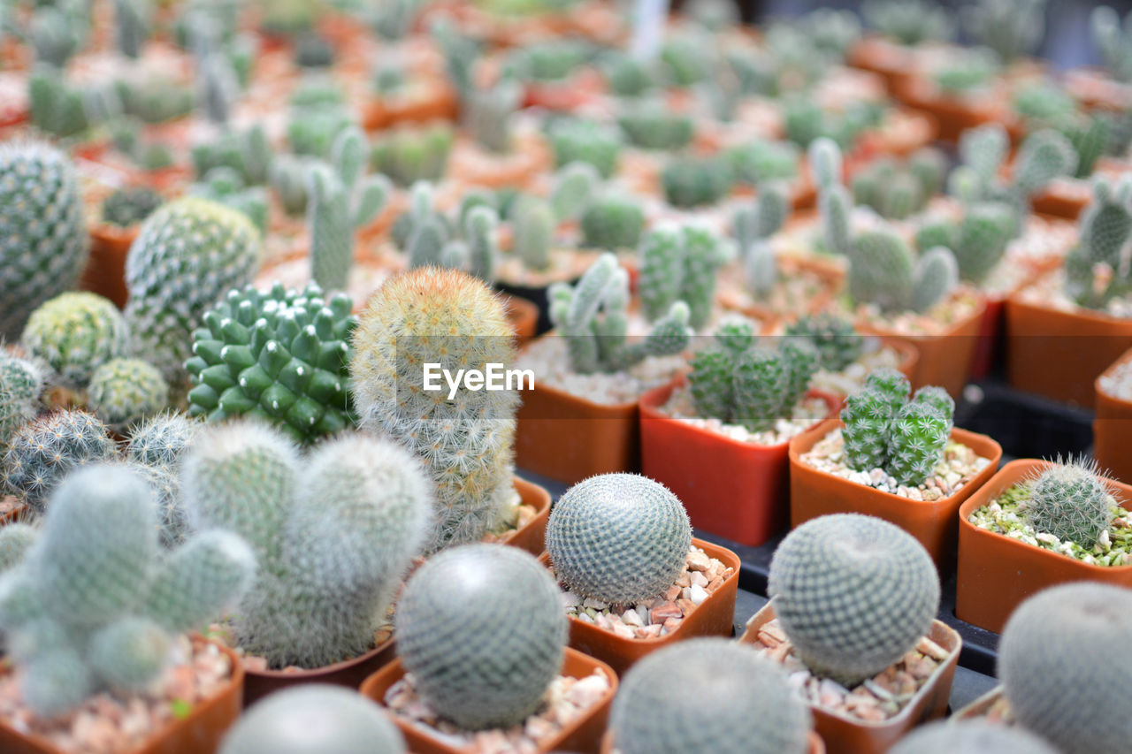 Close-up of small cacti