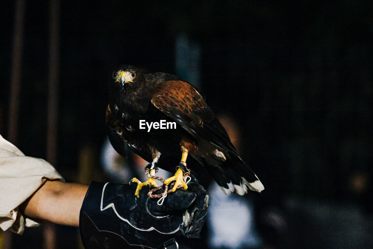 CLOSE-UP OF BIRD PERCHING ON HAND HOLDING STICK