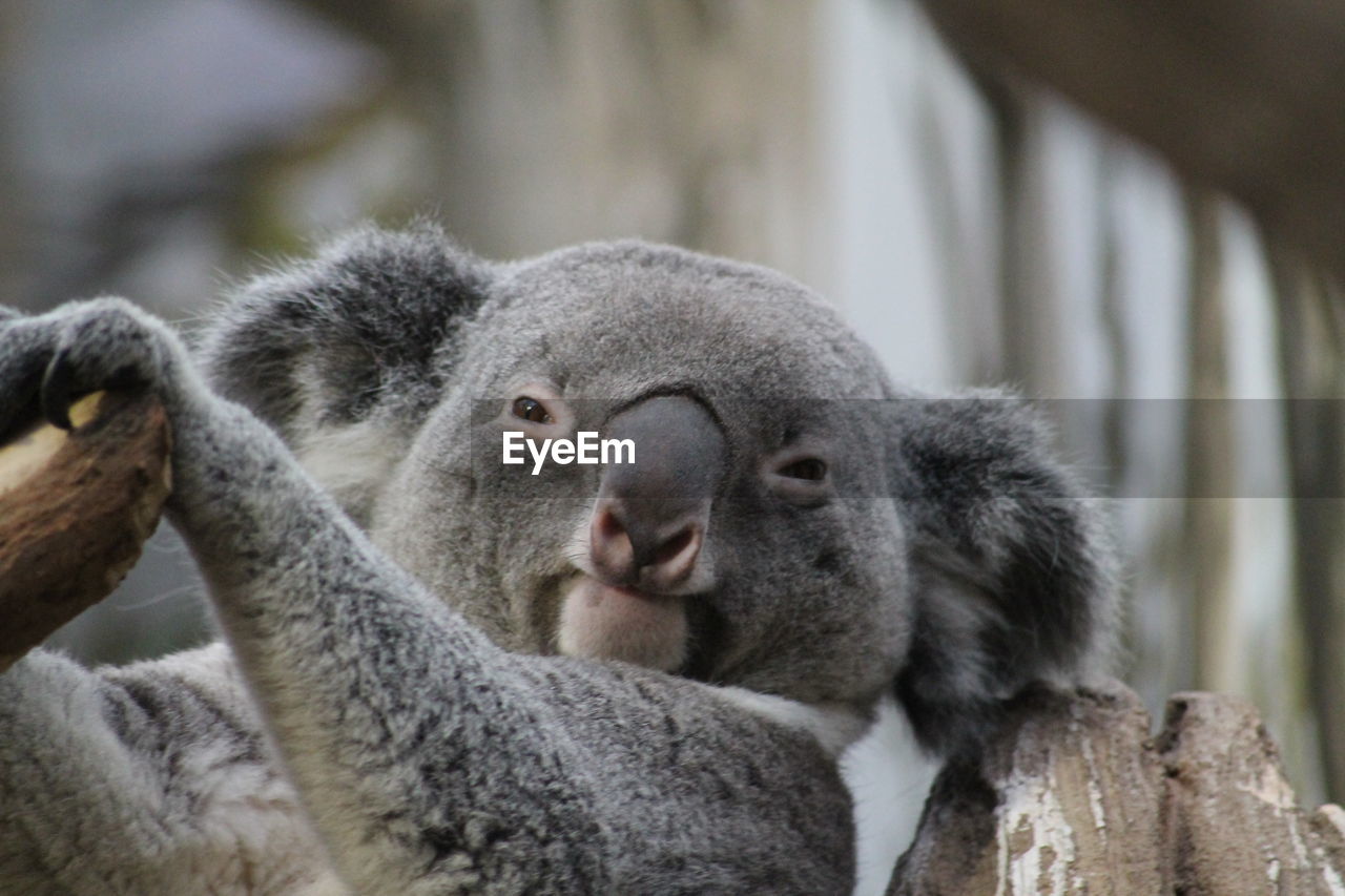 Close-up of koala