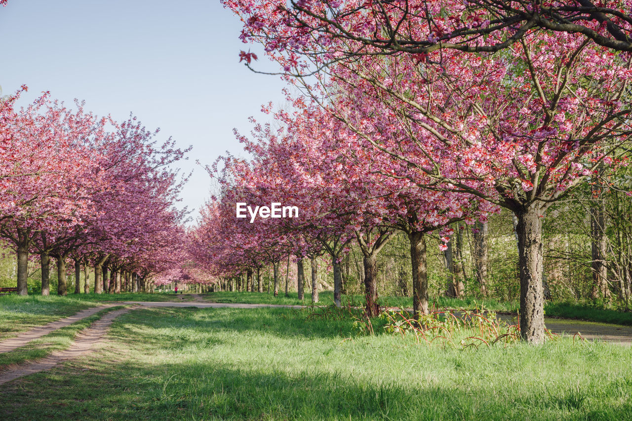 VIEW OF TREES ON FIELD