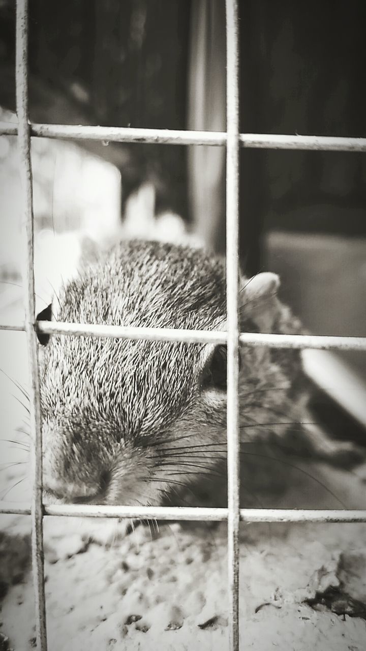 Close-up of squirrel in cage