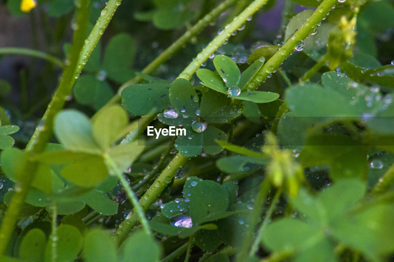 FULL FRAME SHOT OF FRESH PLANTS