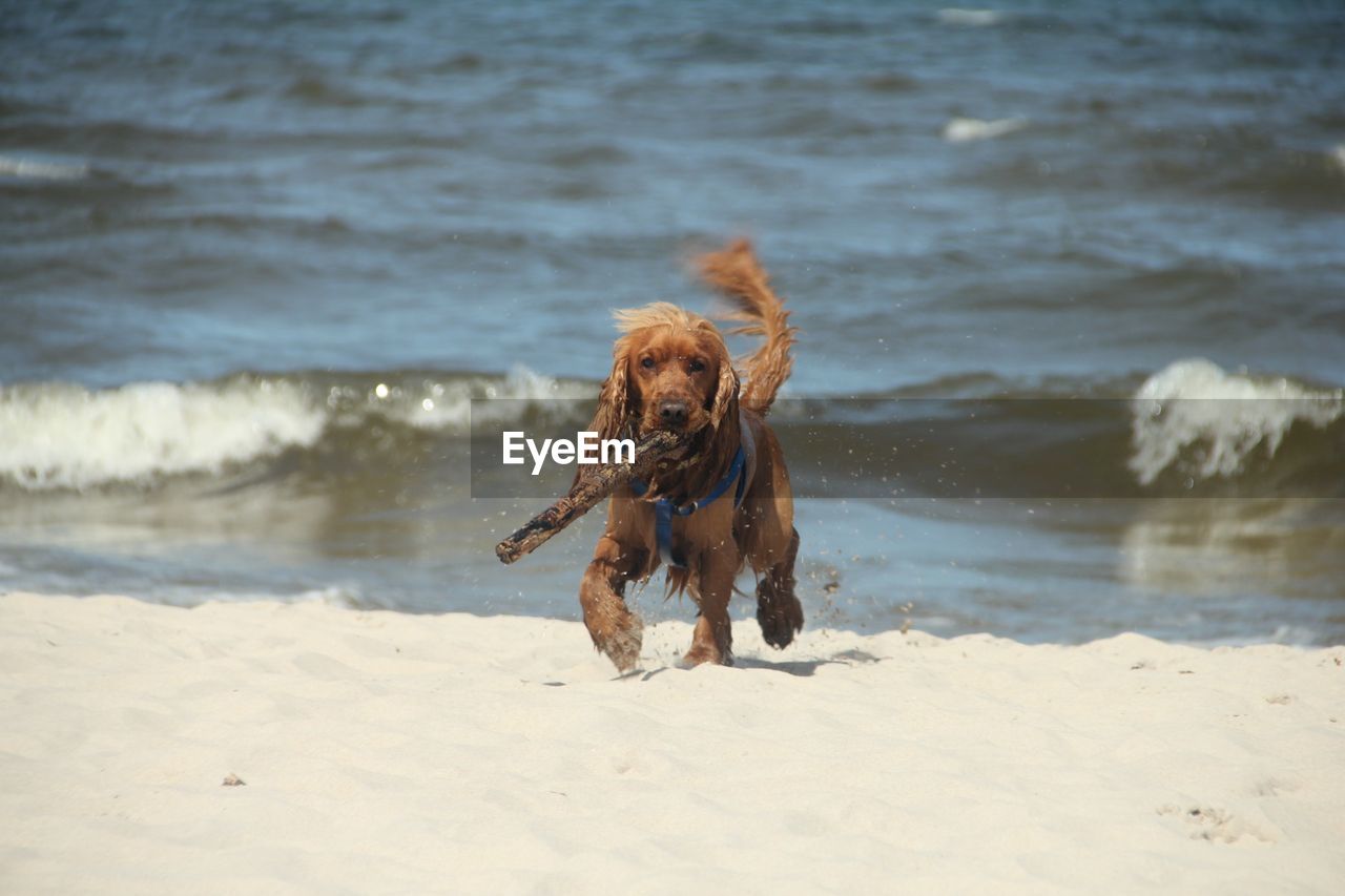 Dog running on beach