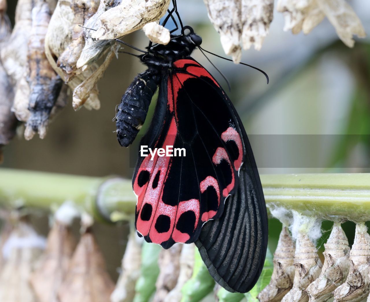 Close-up of butterfly coming out from cocoon