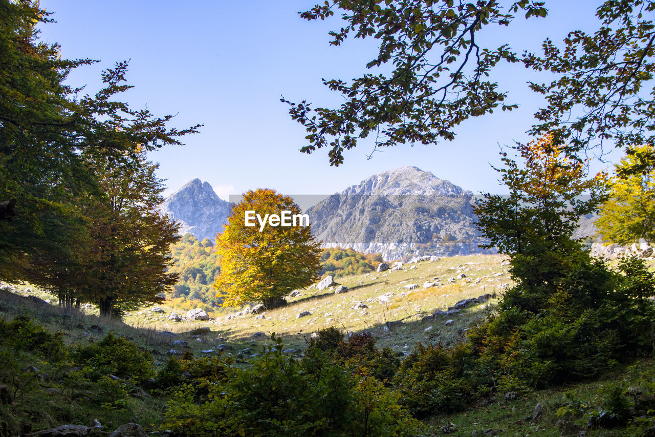 Scenic view of forest against sky during autumn