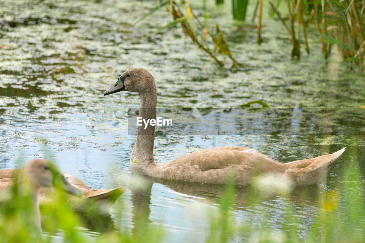 DUCK IN A LAKE