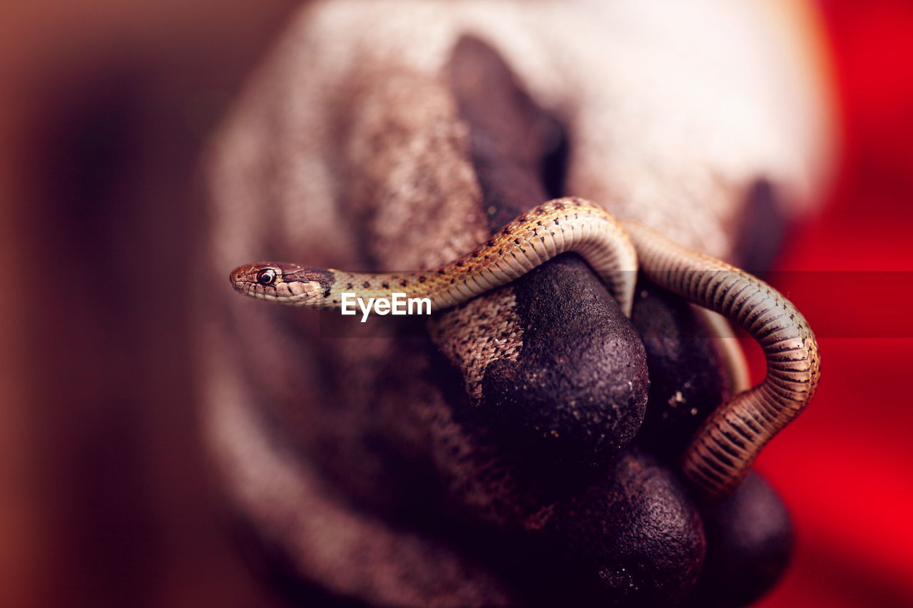 Close-up of hand holding baby snake