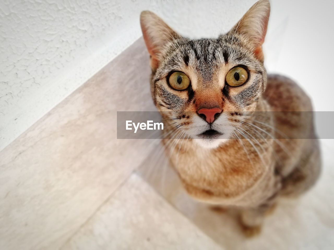 Portrait of european cat on floor