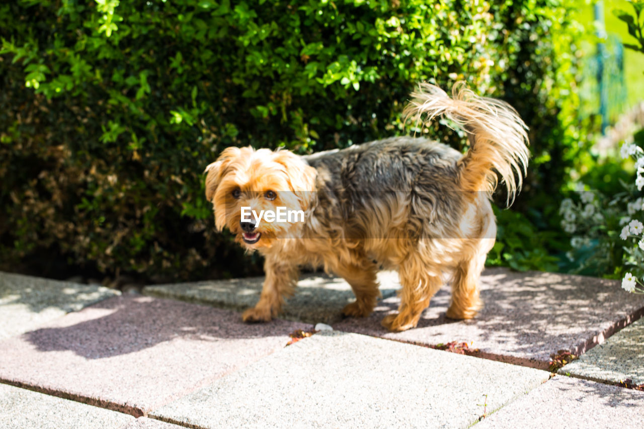 PORTRAIT OF DOG STANDING ON PLANT