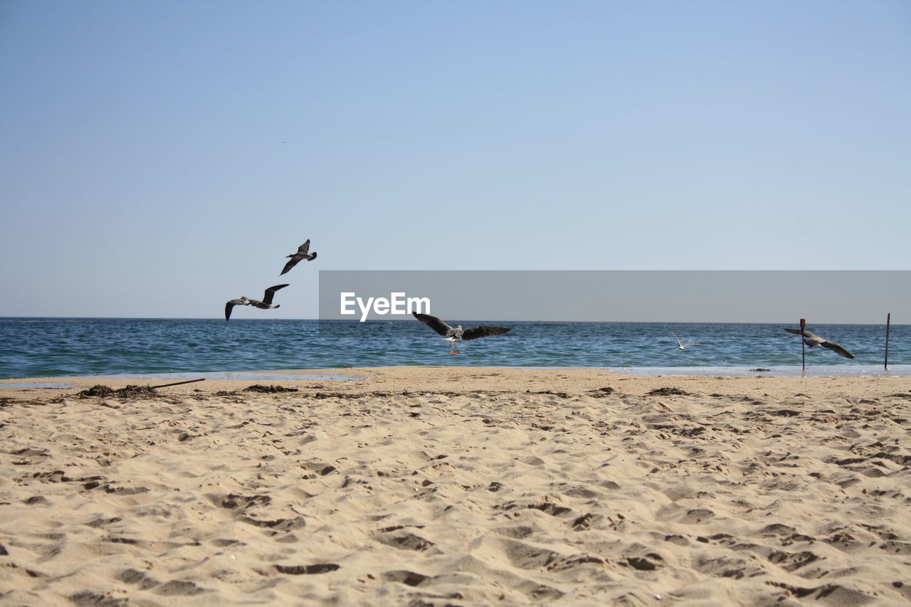 Seagulls on beach