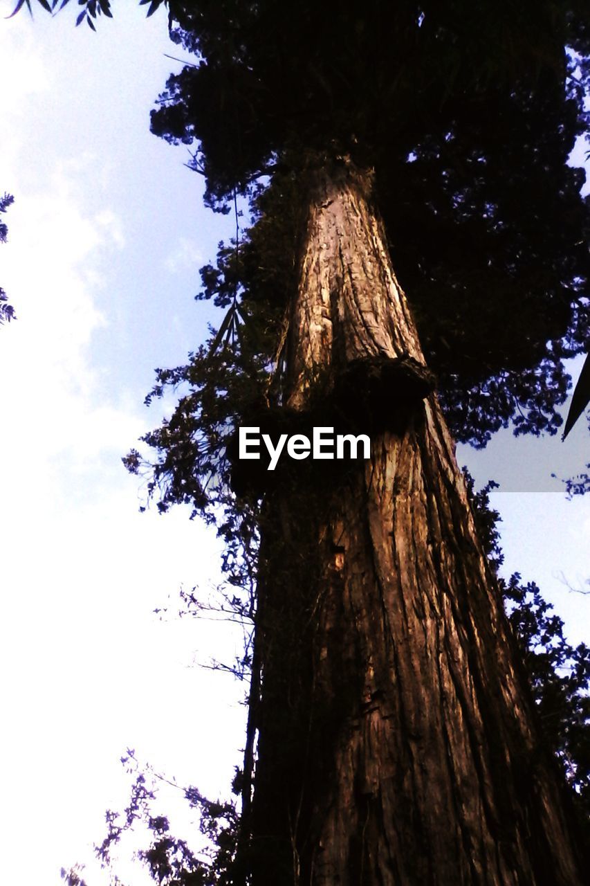 LOW ANGLE VIEW OF TREES AGAINST SKY