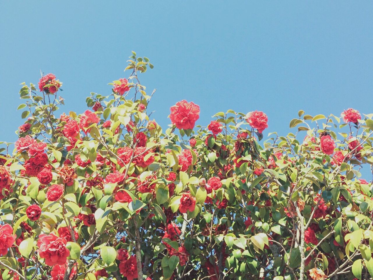 LOW ANGLE VIEW OF RED FLOWERS AGAINST CLEAR SKY