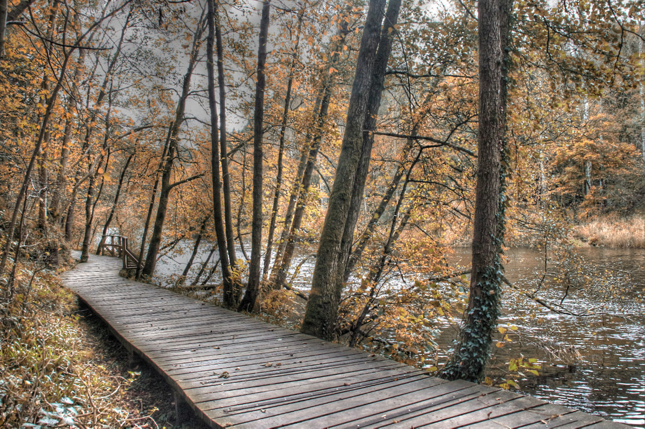 Footpath amidst trees in forest during autumn