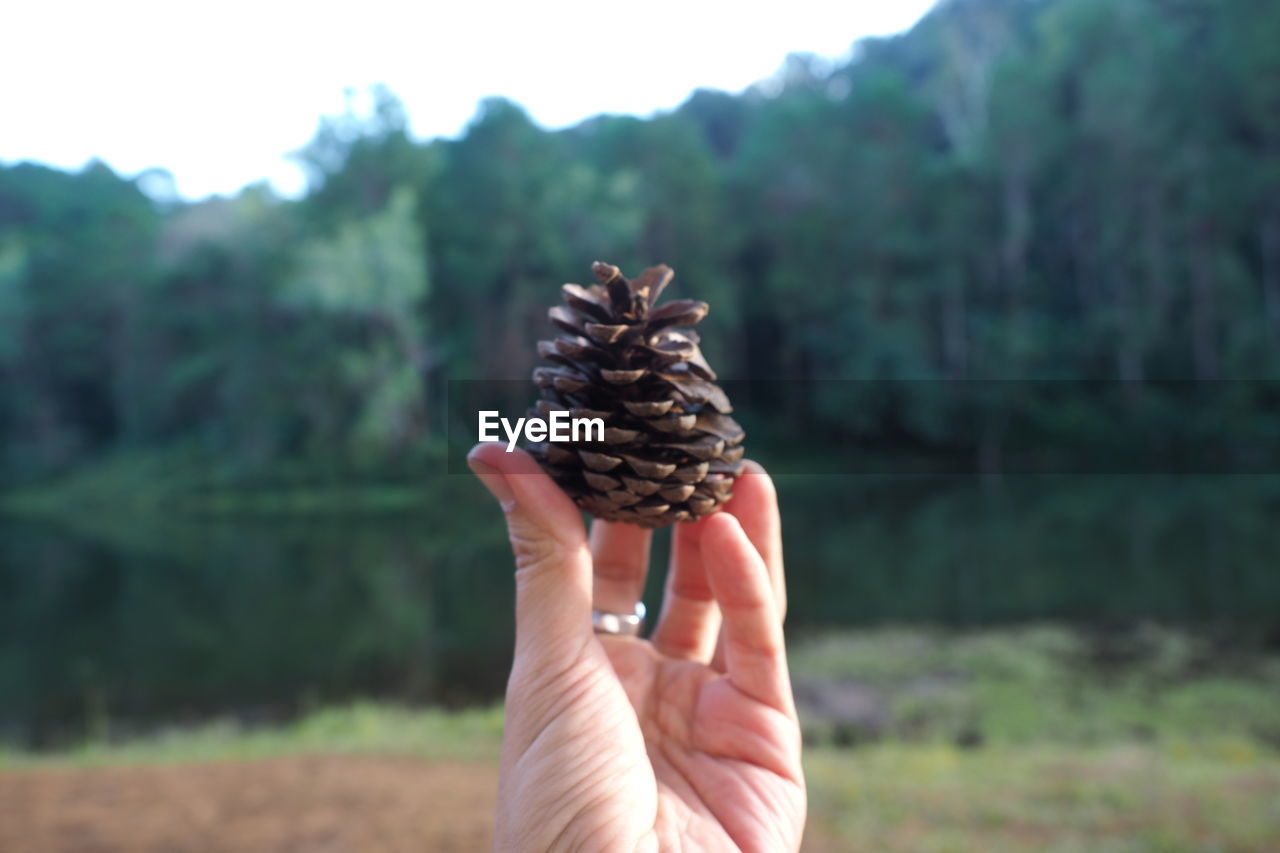 hand, tree, one person, holding, nature, focus on foreground, plant, conifer cone, day, land, food, food and drink, pine cone, adult, outdoors, personal perspective, forest, landscape, pinaceae, environment, leisure activity, coniferous tree, finger, flower, close-up, pine tree, sky, beauty in nature, freshness