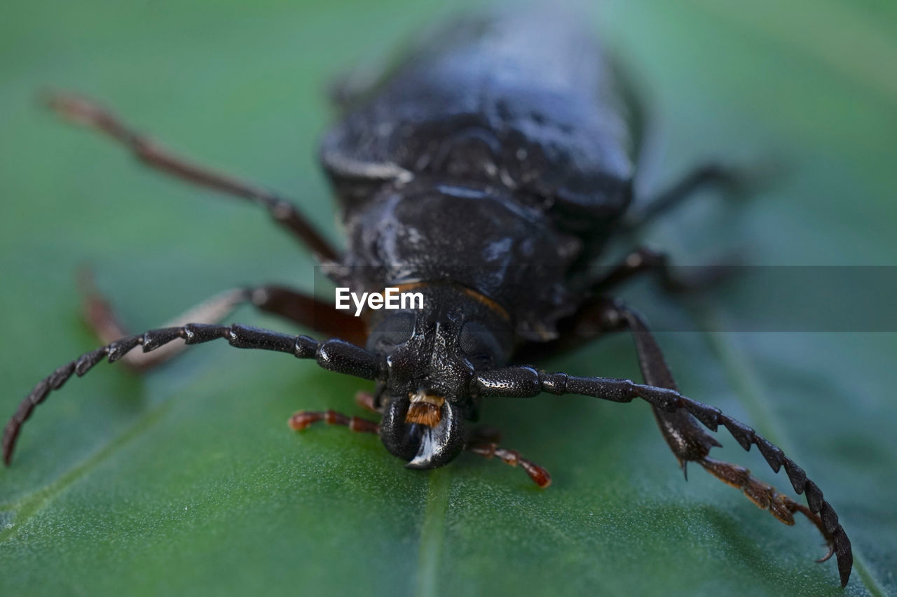 CLOSE-UP OF AN INSECT