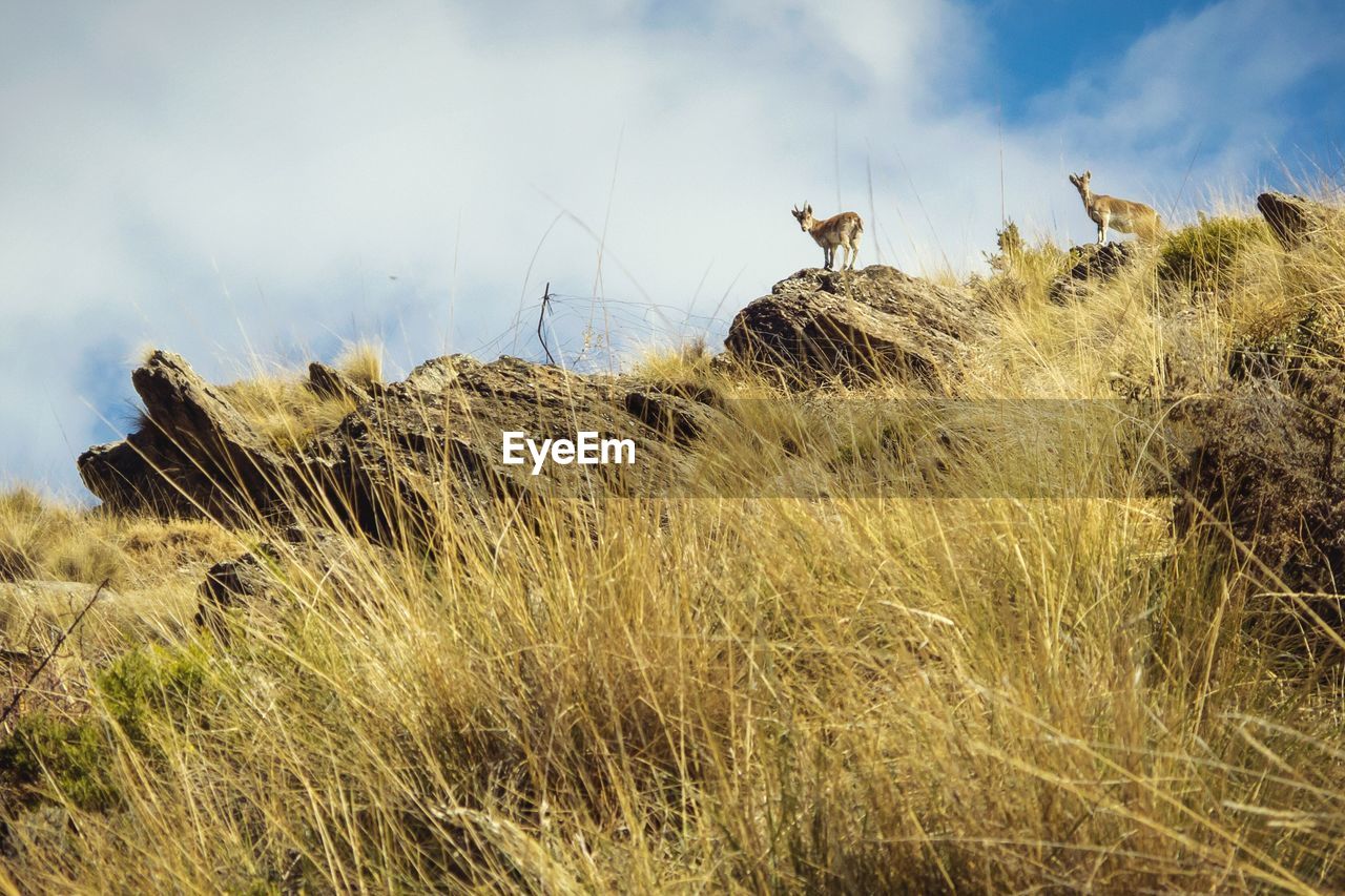 Low angle view of spanish ibex standing on rock with grass on foreground