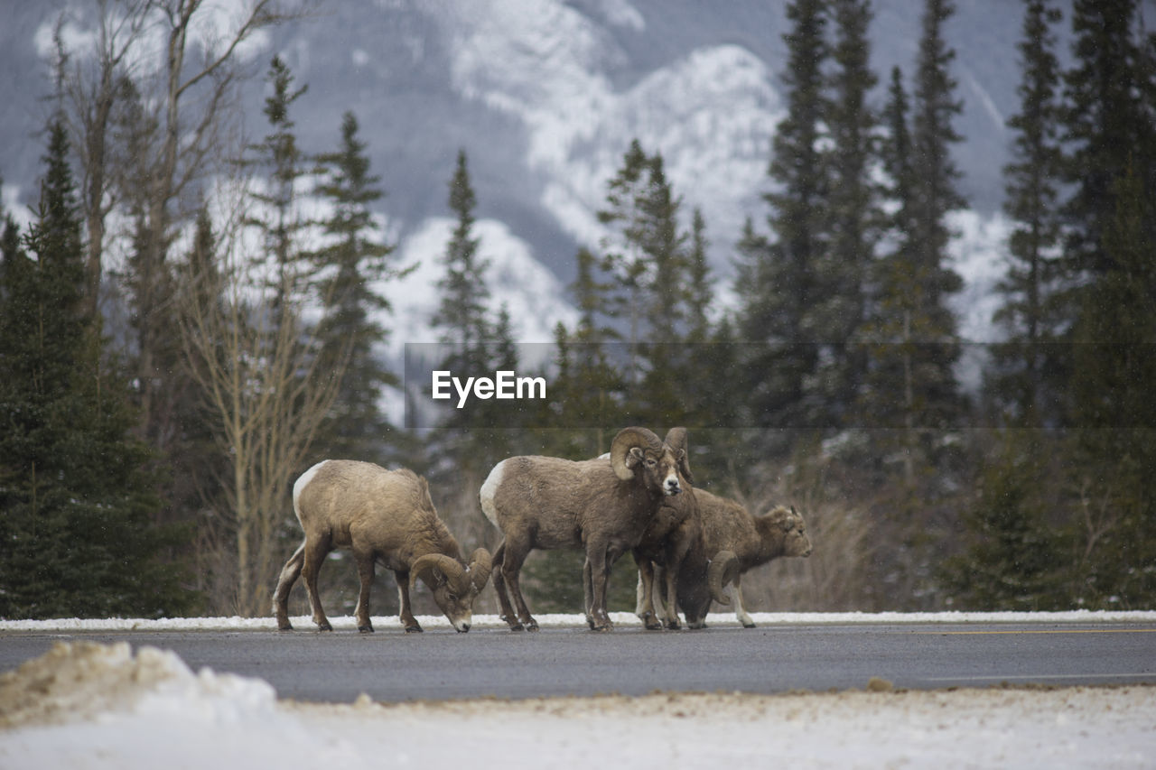 mammal, animal, animal themes, animal wildlife, tree, wildlife, snow, winter, nature, cold temperature, group of animals, plant, no people, land, forest, moose, day, walking, outdoors, road, wilderness, environment, domestic animals, side view, livestock, scenics - nature, beauty in nature, elk, full length, landscape