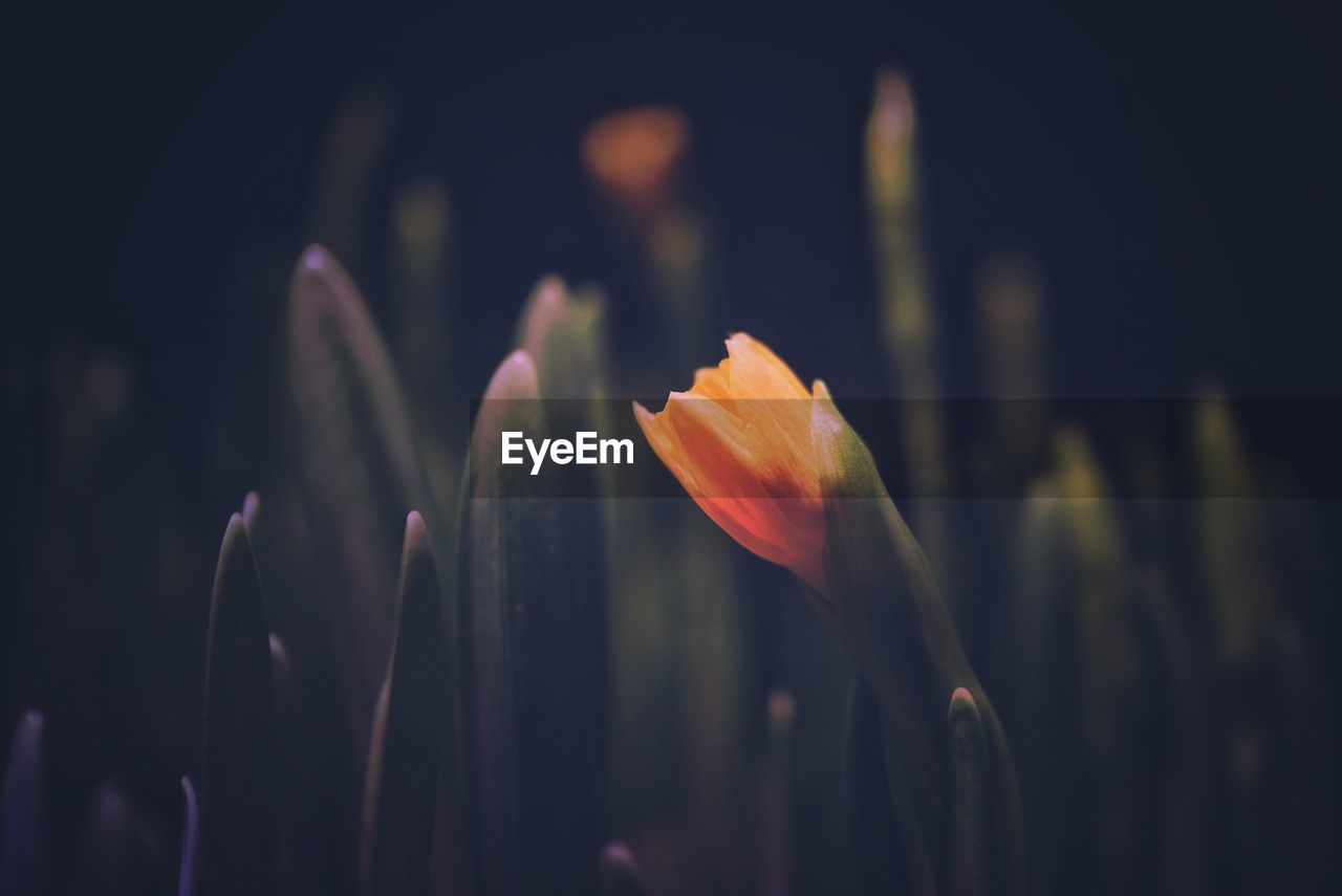 Close-up of orange day lily blooming outdoors