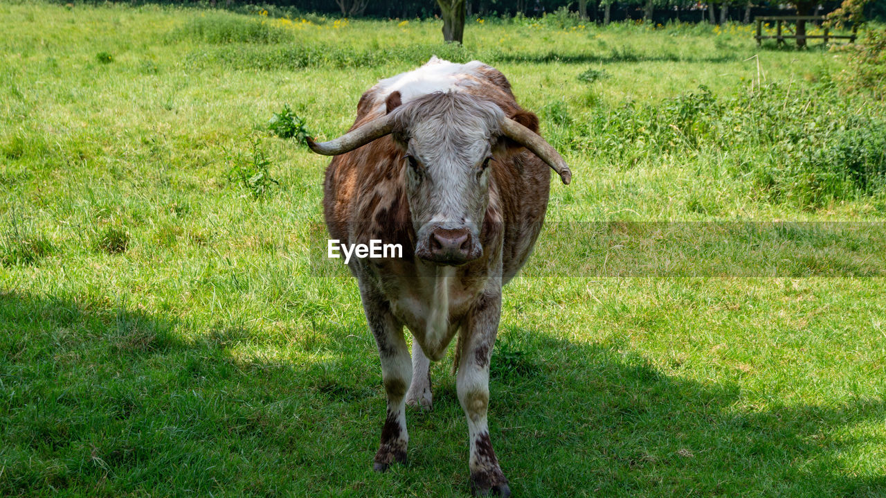 Essex and herts wildlife large horn cattle looking mean