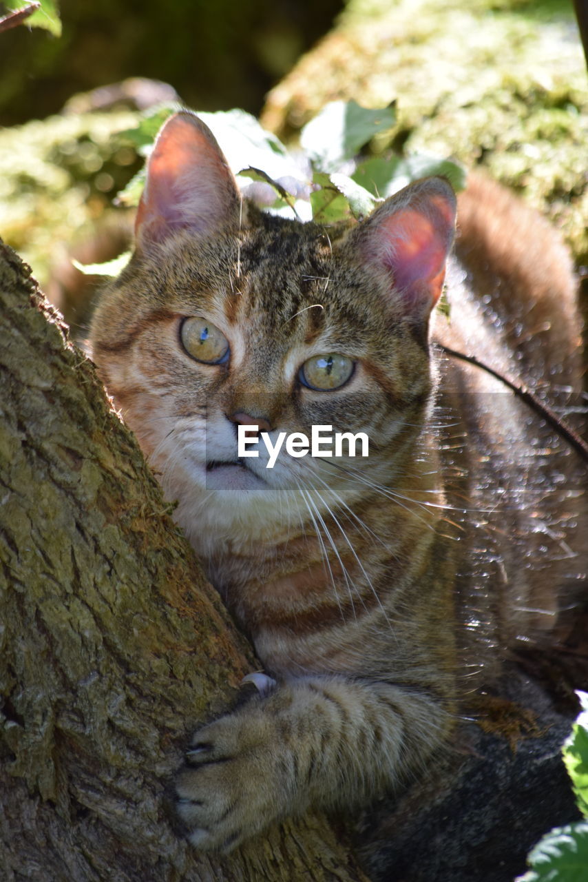 PORTRAIT OF TABBY CAT OUTDOORS