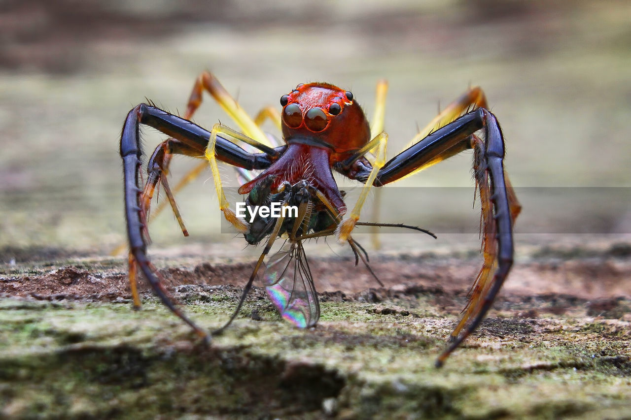 CLOSE-UP OF INSECT ON LAND