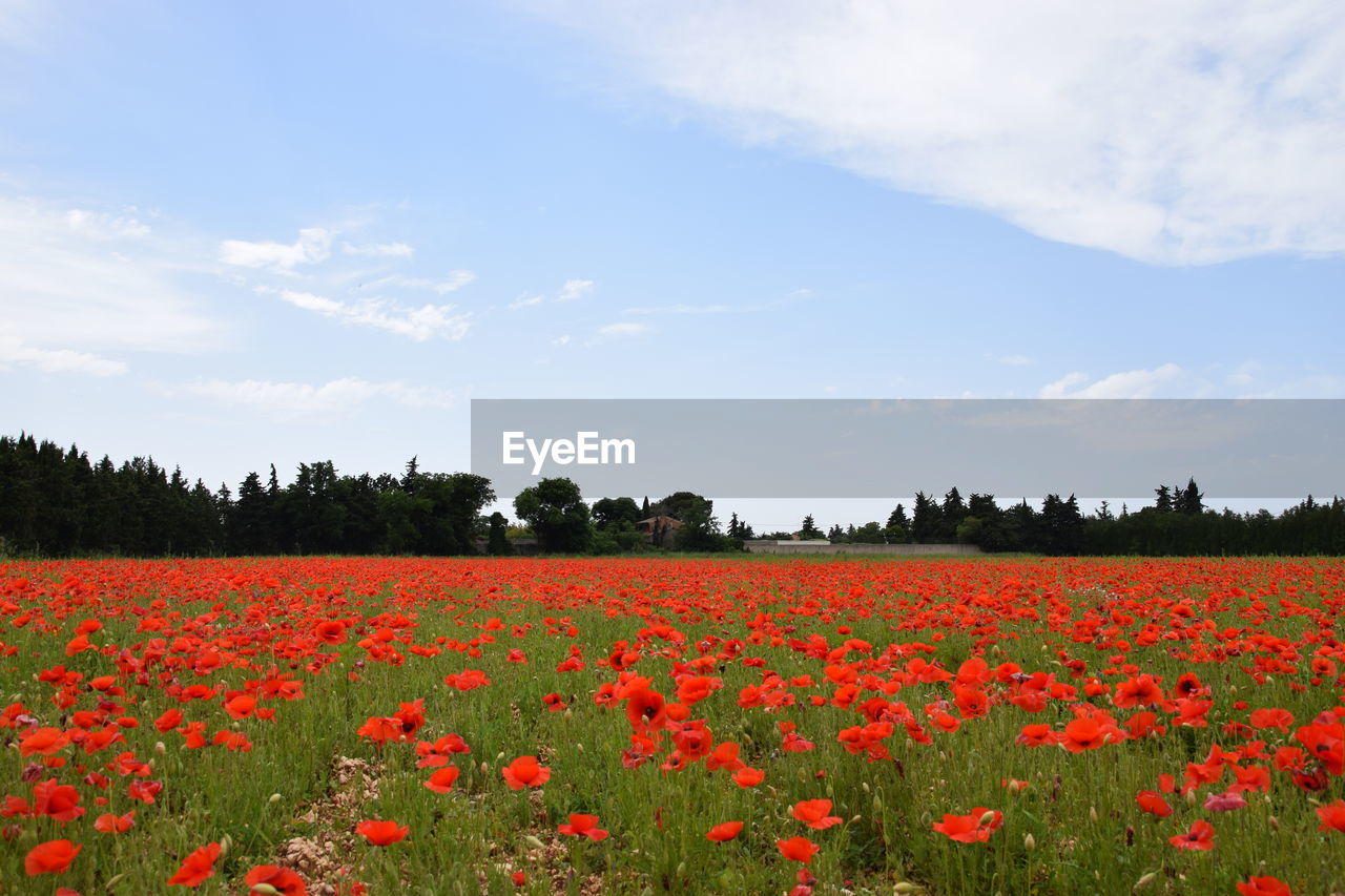 Scenic view of red flowering plants on field against sky