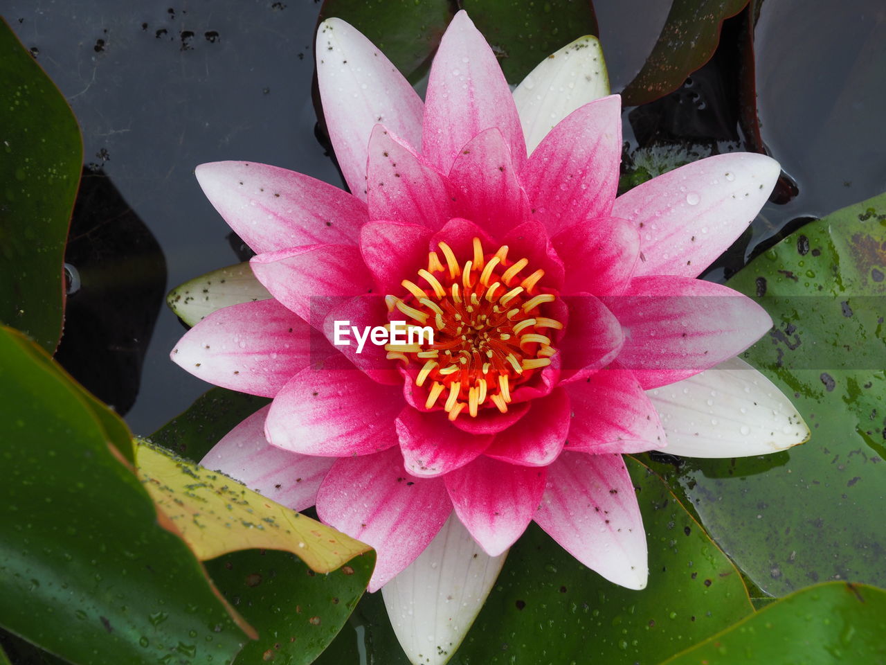 HIGH ANGLE VIEW OF PINK WATER LILY BLOOMING IN POND