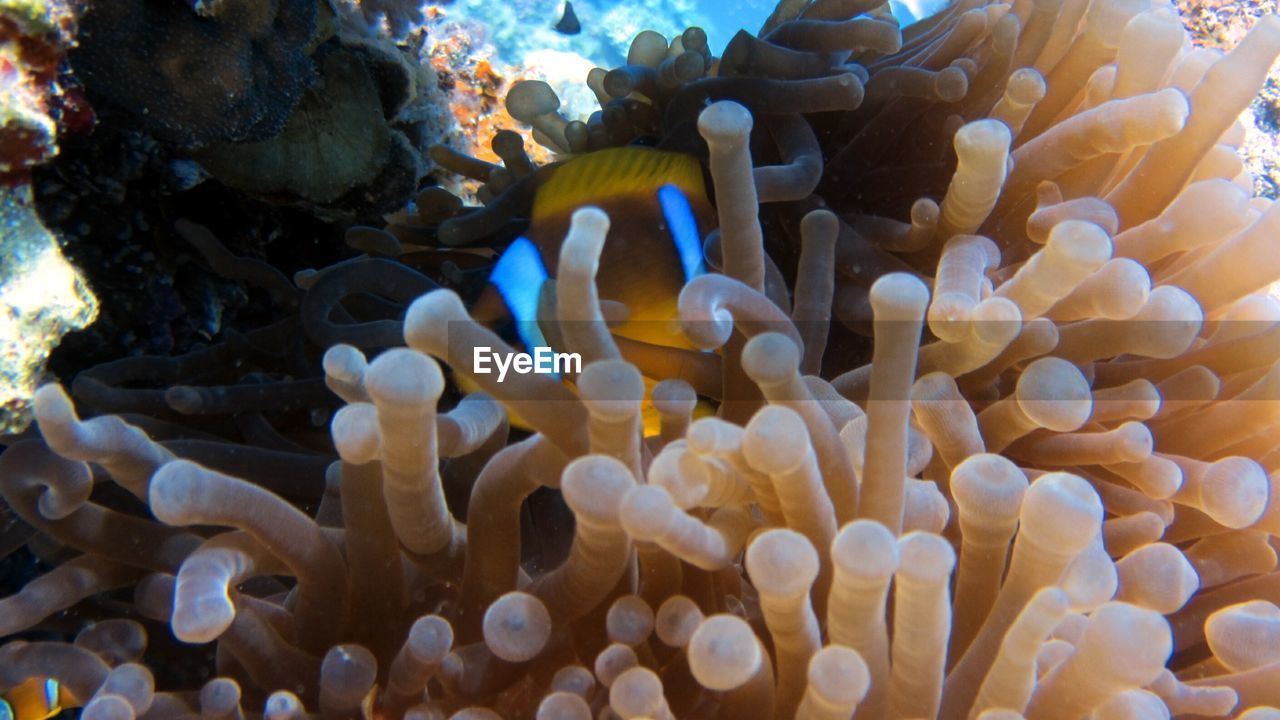 FISH SWIMMING IN SEA