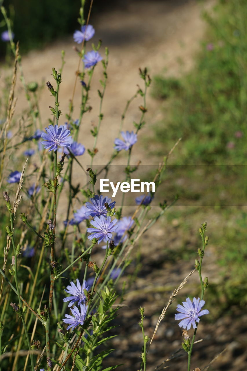 CLOSE-UP OF PURPLE FLOWER BLOOMING ON FIELD