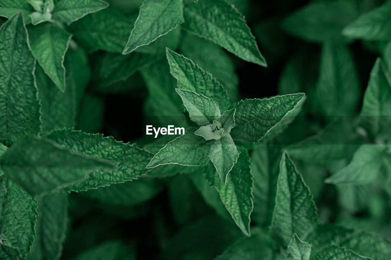 Green mint growing in the garden. herbal tea ingredient. alternative medicine and healing herbs. 