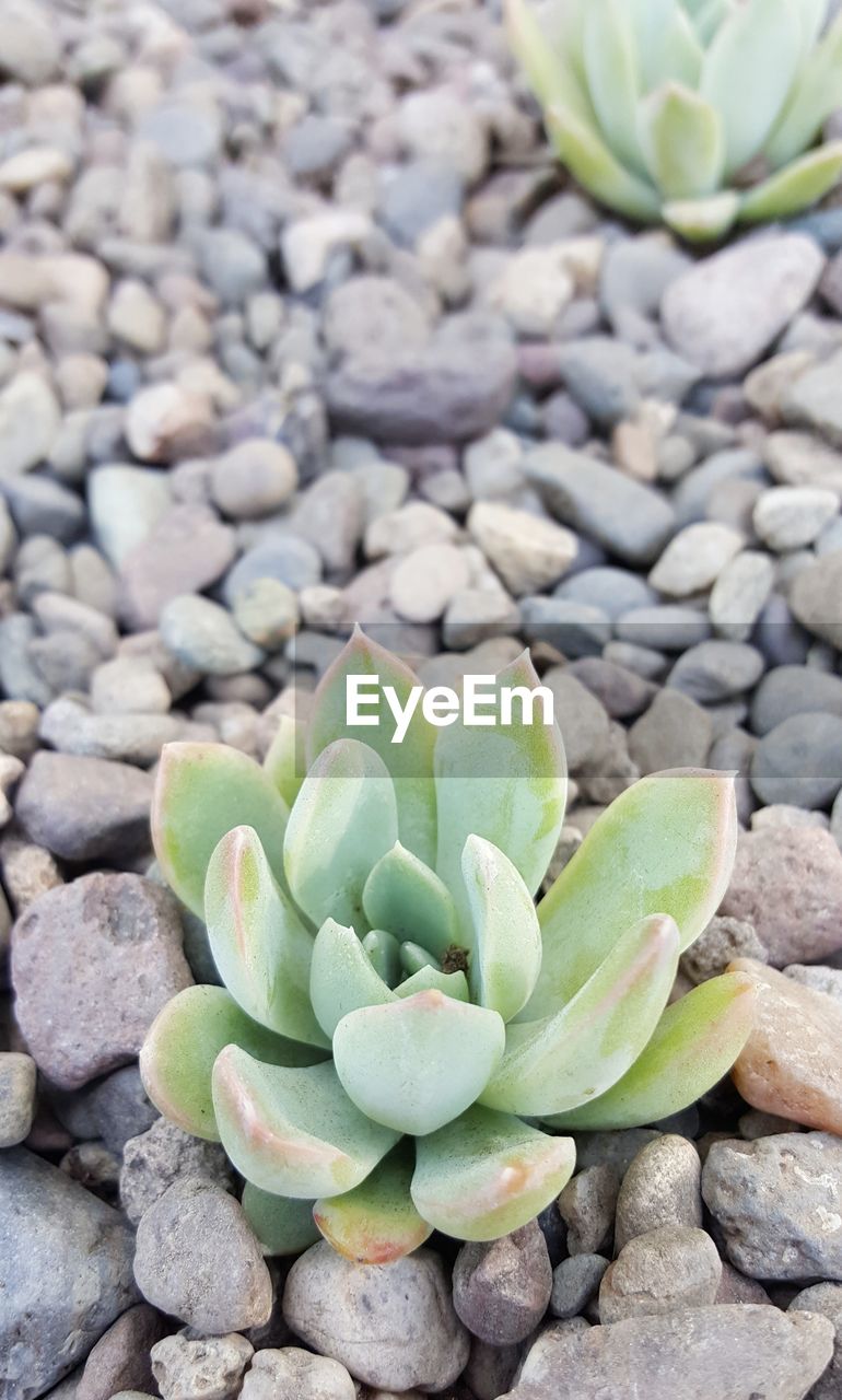 CLOSE-UP OF CACTUS PLANT